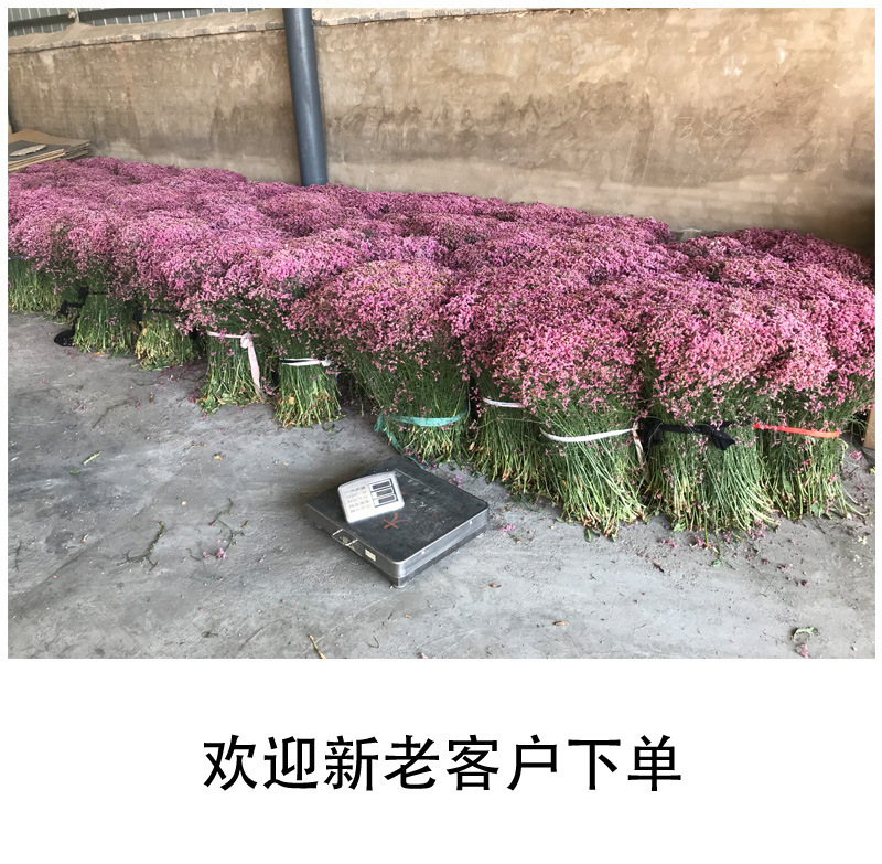 云南勿忘我鲜花情人草水晶草干花按斤卖摆摊夜市
