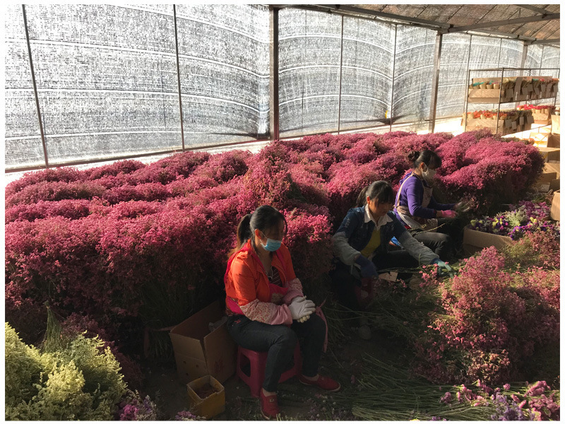 云南勿忘我鲜花情人草水晶草干花按斤卖摆摊夜市