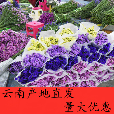 云南勿忘我鲜花情人草水晶草干花按斤卖摆摊夜市