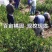 橘子树苗砂糖橘苗蜜桔丑橘果苗室内外盆栽地栽南北方种植当年