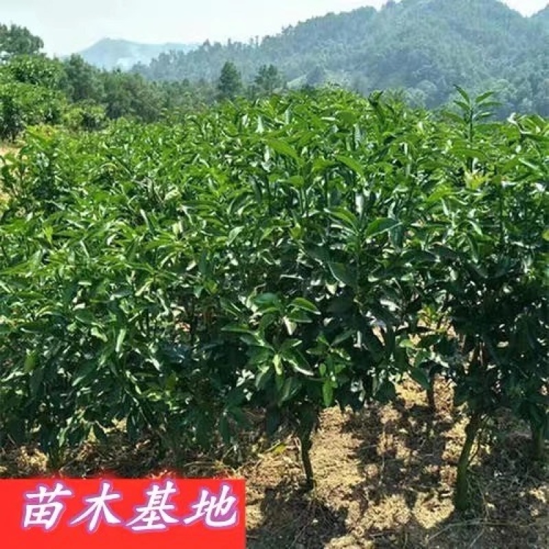 橘子树苗砂糖橘苗蜜桔丑橘果苗室内外盆栽地栽南北方种植当年