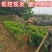 橘子树苗砂糖橘苗蜜桔丑橘果苗室内外盆栽地栽南北方种植当年
