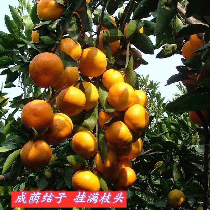 橘子树苗砂糖橘苗蜜桔丑橘果苗室内外盆栽地栽南北方种植当年