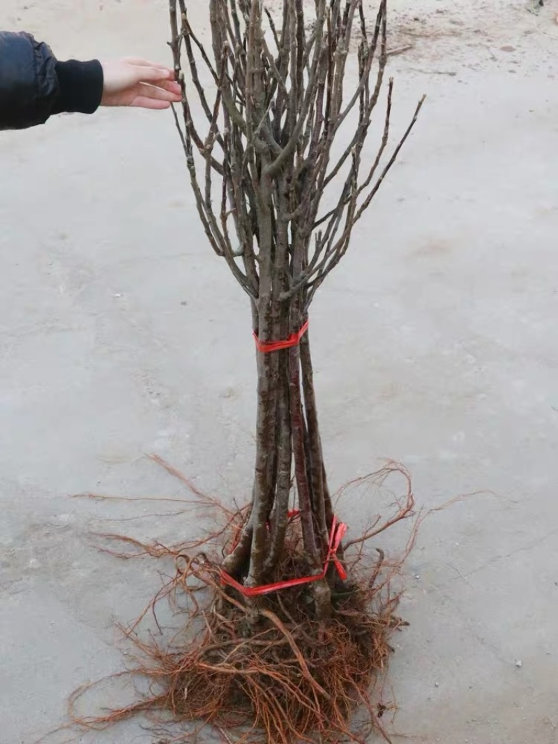 特大日本红富士脆甜苹果树苗嫁接苹果苗南方种植盆栽地栽当年