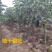 特大日本红富士脆甜苹果树苗嫁接苹果苗南方种植盆栽地栽当年