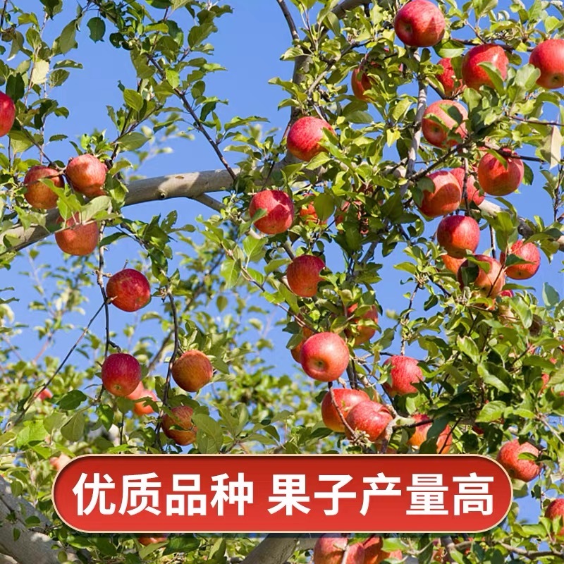 特大日本红富士脆甜苹果树苗嫁接苹果苗南方种植盆栽地栽当年