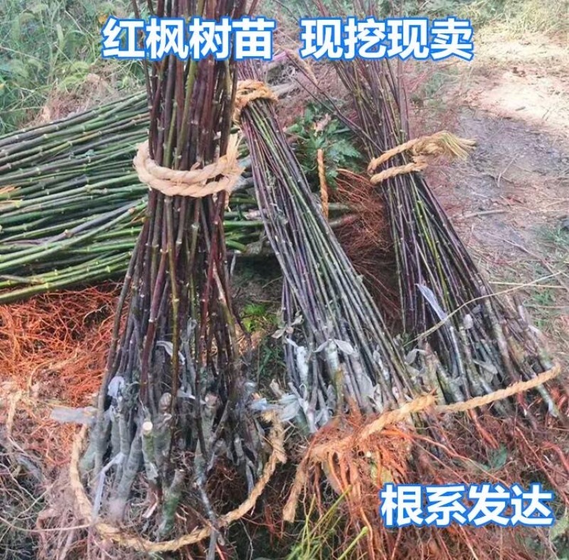 红枫树苗日本红舞姬美国红枫庭院道路绿化室外四季种植中国红