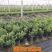 蓝莓树果苗盆栽地栽四季水果树当年结果南方北方种植特大蓝莓
