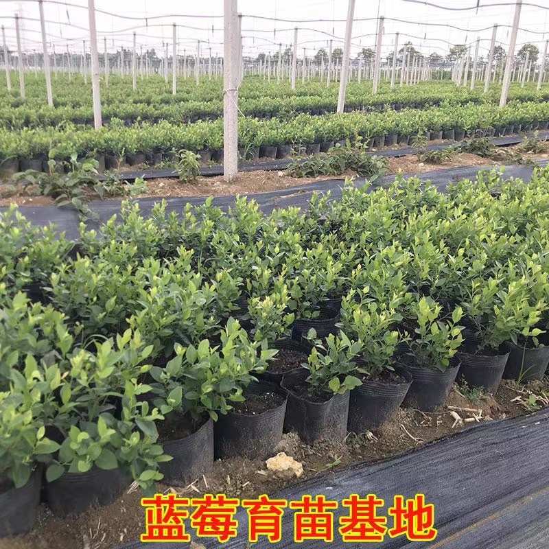 蓝莓树果苗盆栽地栽四季水果树当年结果南方北方种植特大蓝莓