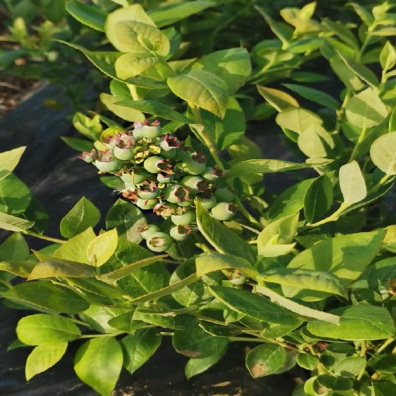蓝莓树果苗盆栽地栽四季水果树当年结果南方北方种植特大蓝莓