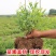 蓝莓树果苗盆栽地栽四季水果树当年结果南方北方种植特大蓝莓