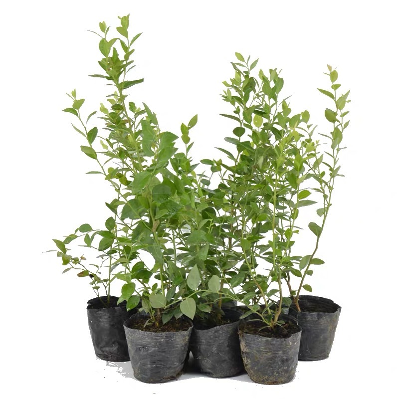 蓝莓树果苗盆栽地栽四季水果树当年结果南方北方种植特大蓝莓