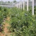 蓝莓树果苗盆栽地栽四季水果树当年结果南方北方种植特大蓝莓