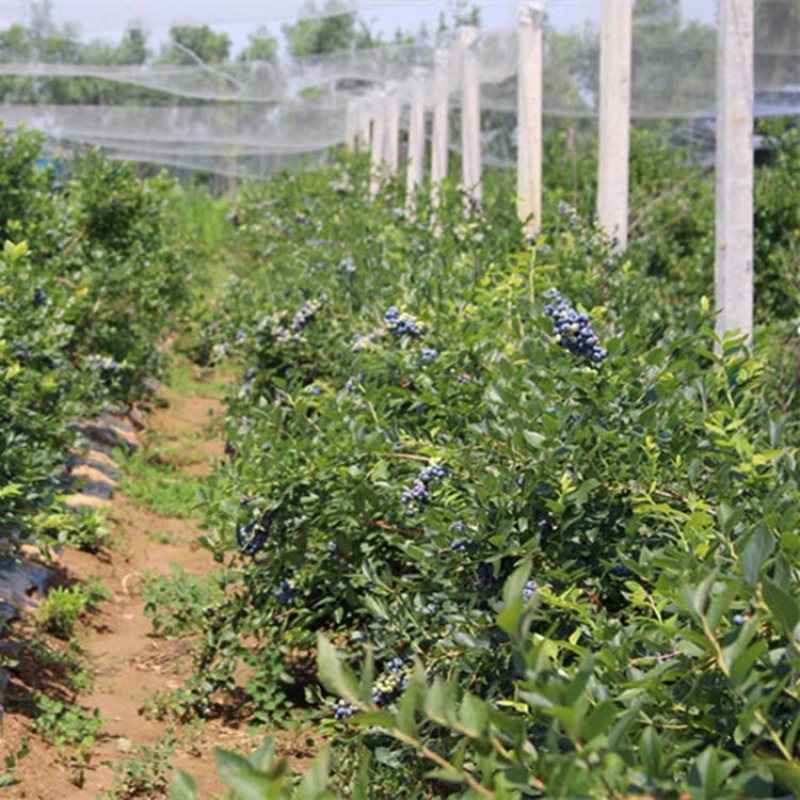 蓝莓树果苗盆栽地栽四季水果树当年结果南方北方种植特大蓝莓