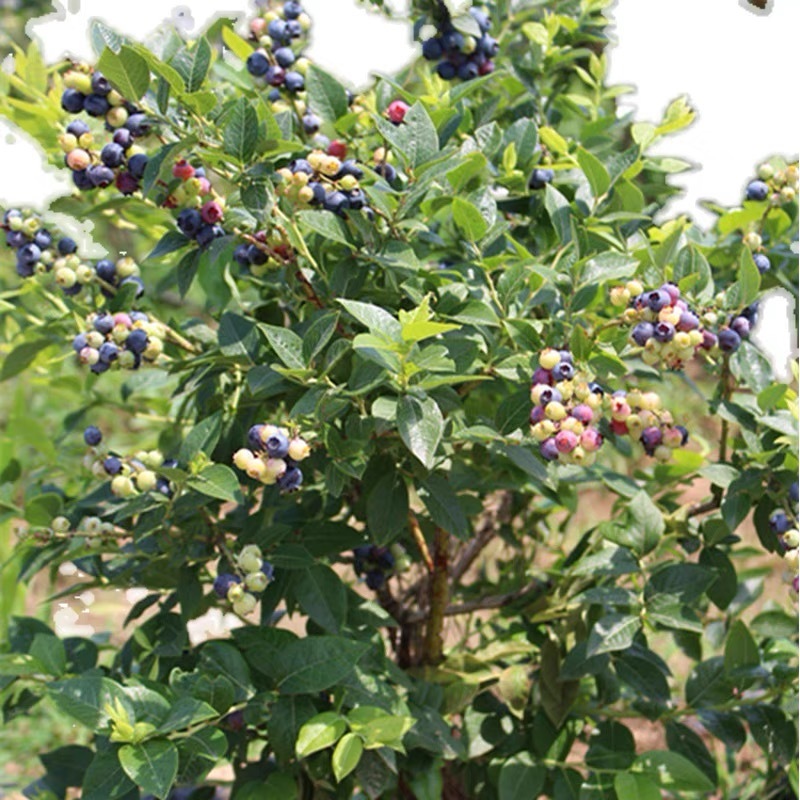 蓝莓树果苗盆栽地栽四季水果树当年结果南方北方种植特大蓝莓