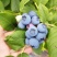 蓝莓树果苗盆栽地栽四季水果树当年结果南方北方种植特大蓝莓