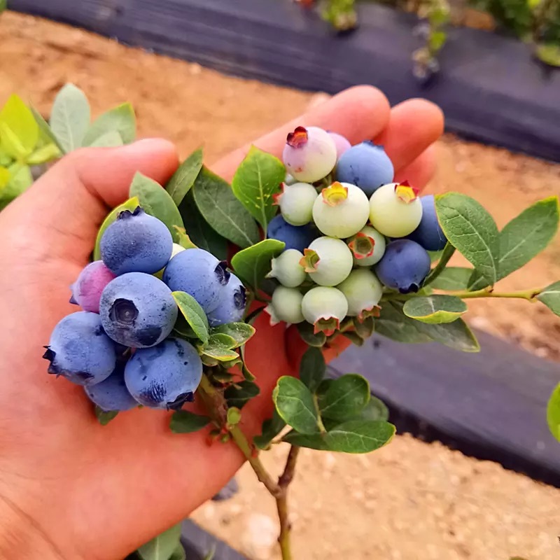 蓝莓树果苗盆栽地栽四季水果树当年结果南方北方种植特大蓝莓