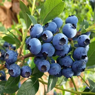 蓝莓树果苗盆栽地栽四季水果树当年结果南方北方种植特大蓝莓