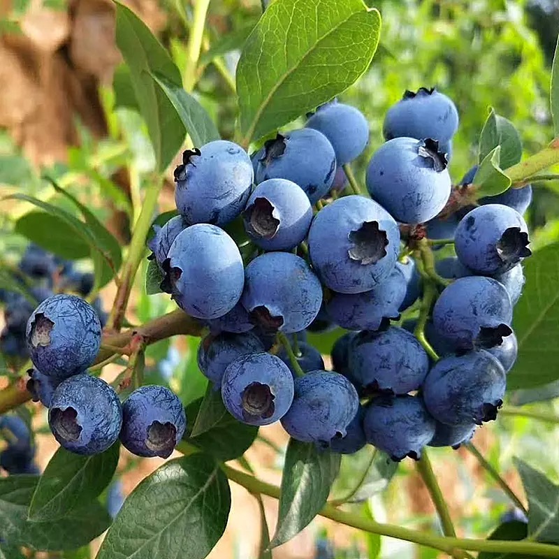 蓝莓树果苗盆栽地栽四季水果树当年结果南方北方种植特大蓝莓