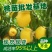 嫁接桃树苗水密桃苗黄桃苖新品种当年结果地栽特大晚熟果树果