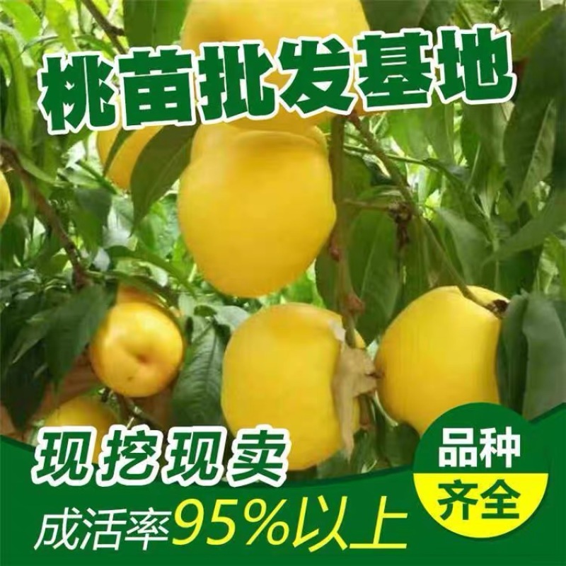 嫁接桃树苗水密桃苗黄桃苖新品种当年结果地栽特大晚熟果树果