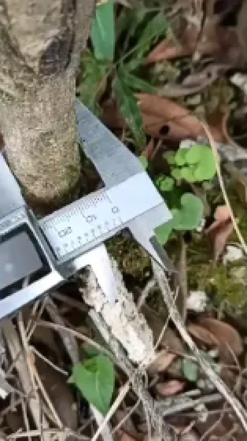 【热卖】杨梅苗东魁王子安海假一赔十欢迎采购