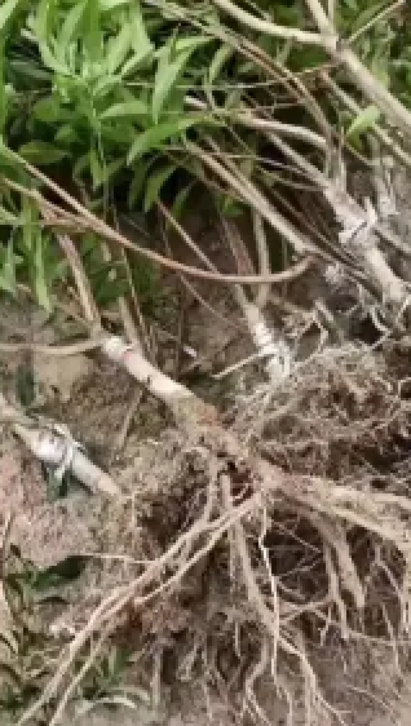 【热卖】杨梅苗东魁王子安海假一赔十欢迎采购