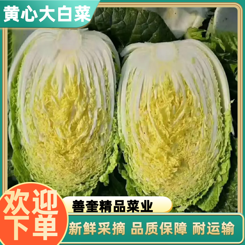 【优质】山东黄心大白菜，产地直销，新鲜采摘，个头均匀耐运输