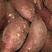 红薯苗西瓜红红薯苗商薯19烟薯25免费技术指导