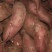红薯苗西瓜红红薯苗商薯19免费技术指导