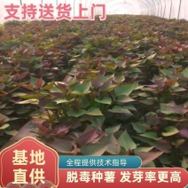 红薯苗西瓜红红薯苗商薯19免费技术指导