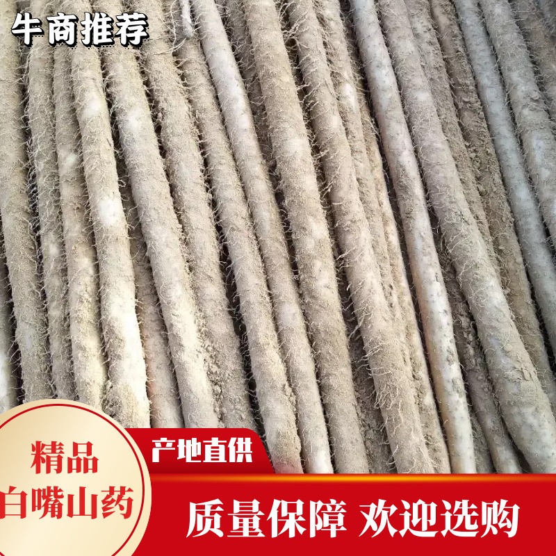 小白嘴白山药，日供货量达到5-10万斤，发往全国欢迎老板选购