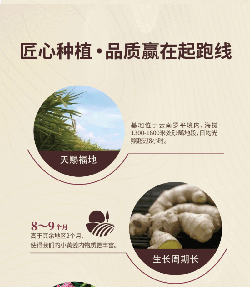 姜丸云南罗平小黄姜散装批发代发OEM颗粒