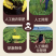 姜丸云南罗平小黄姜散装批发代发OEM颗粒