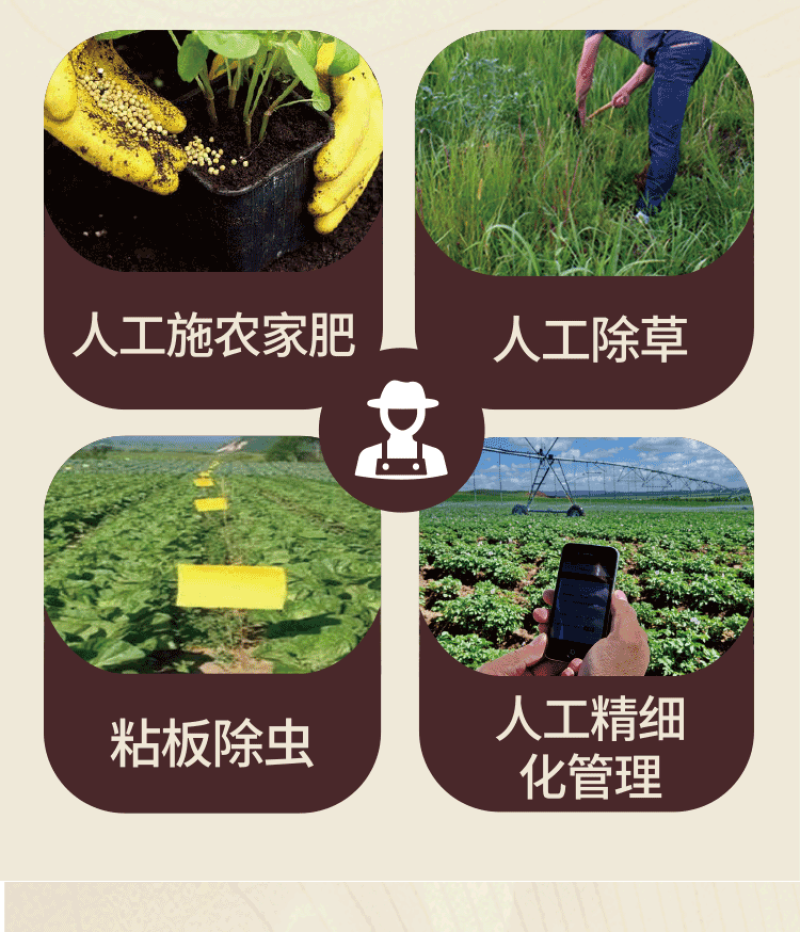 姜丸云南罗平小黄姜散装批发代发OEM颗粒