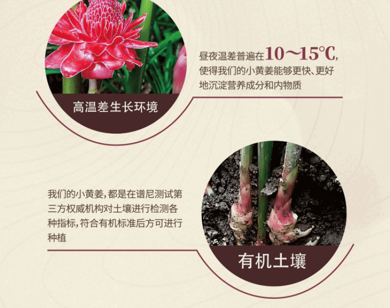 姜丸云南罗平小黄姜散装批发代发OEM颗粒