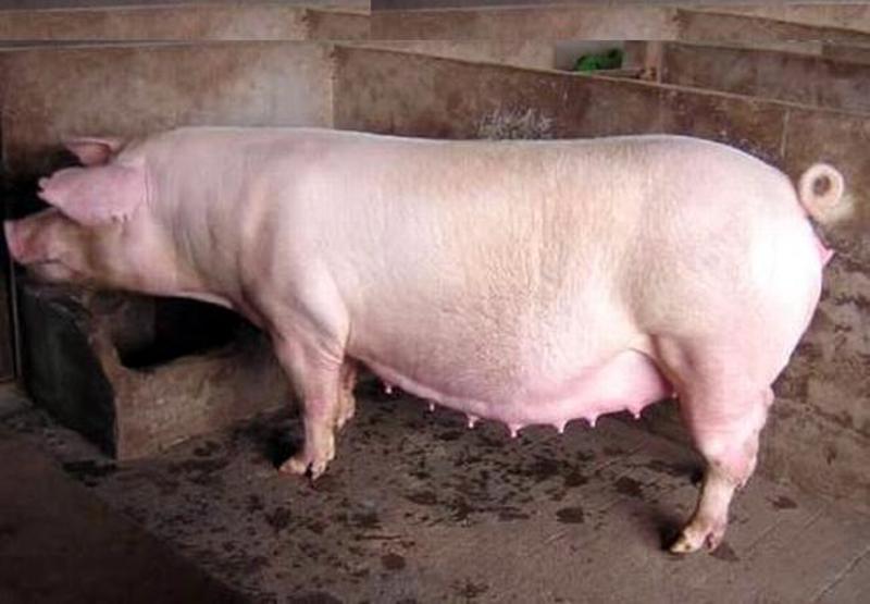 【荐】猪活猪母猪二元母猪广西母猪检疫齐全下崽量大全国发货