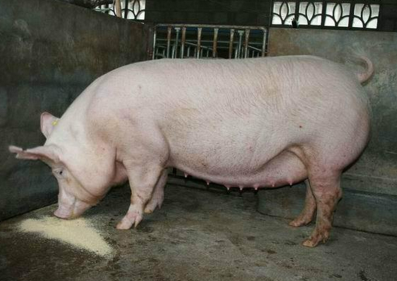 【荐】猪活猪母猪二元母猪广西母猪检疫齐全下崽量大全国发货