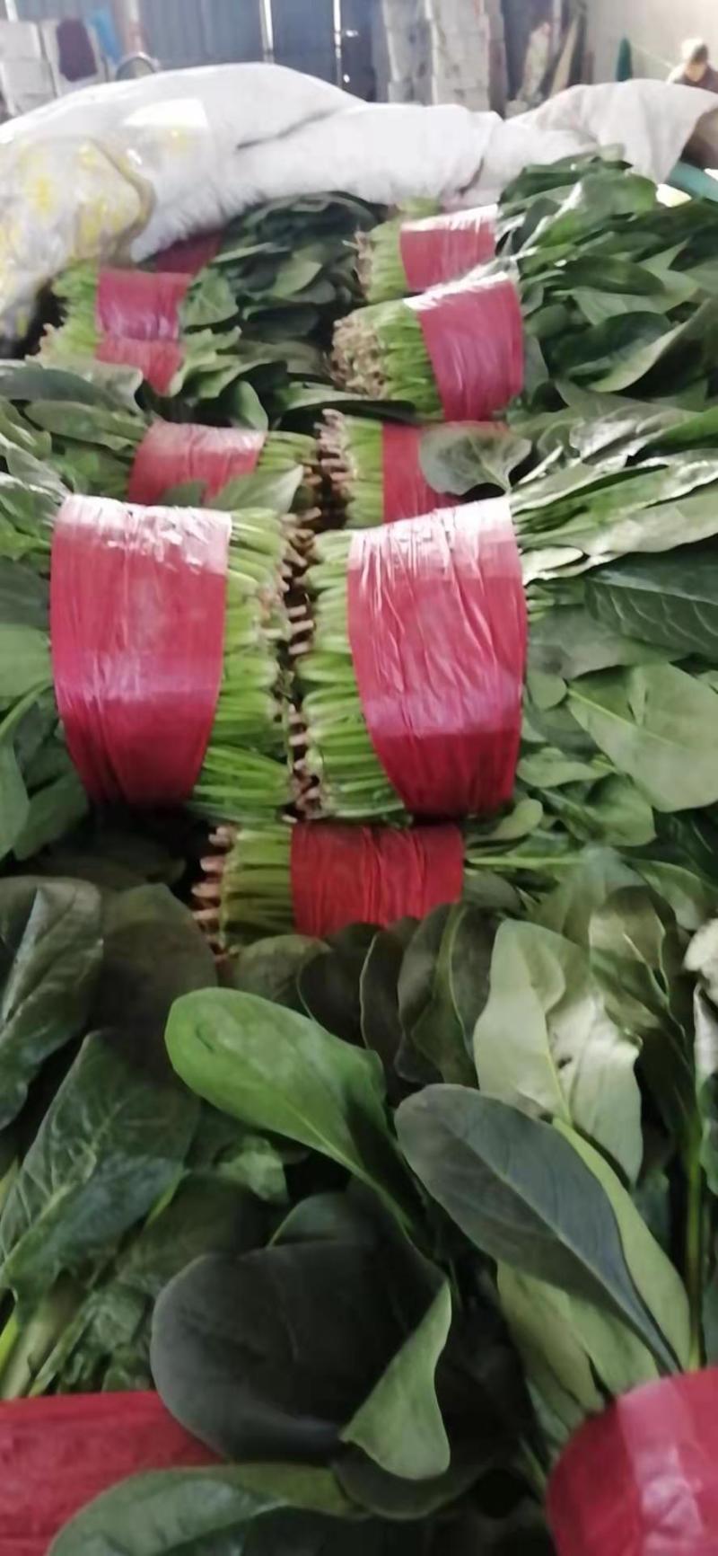 山东精品大叶菠菜，基地直销新鲜采摘一手货源全国供应
