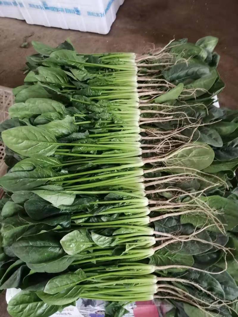 山东精品大叶菠菜，基地直销新鲜采摘一手货源全国供应