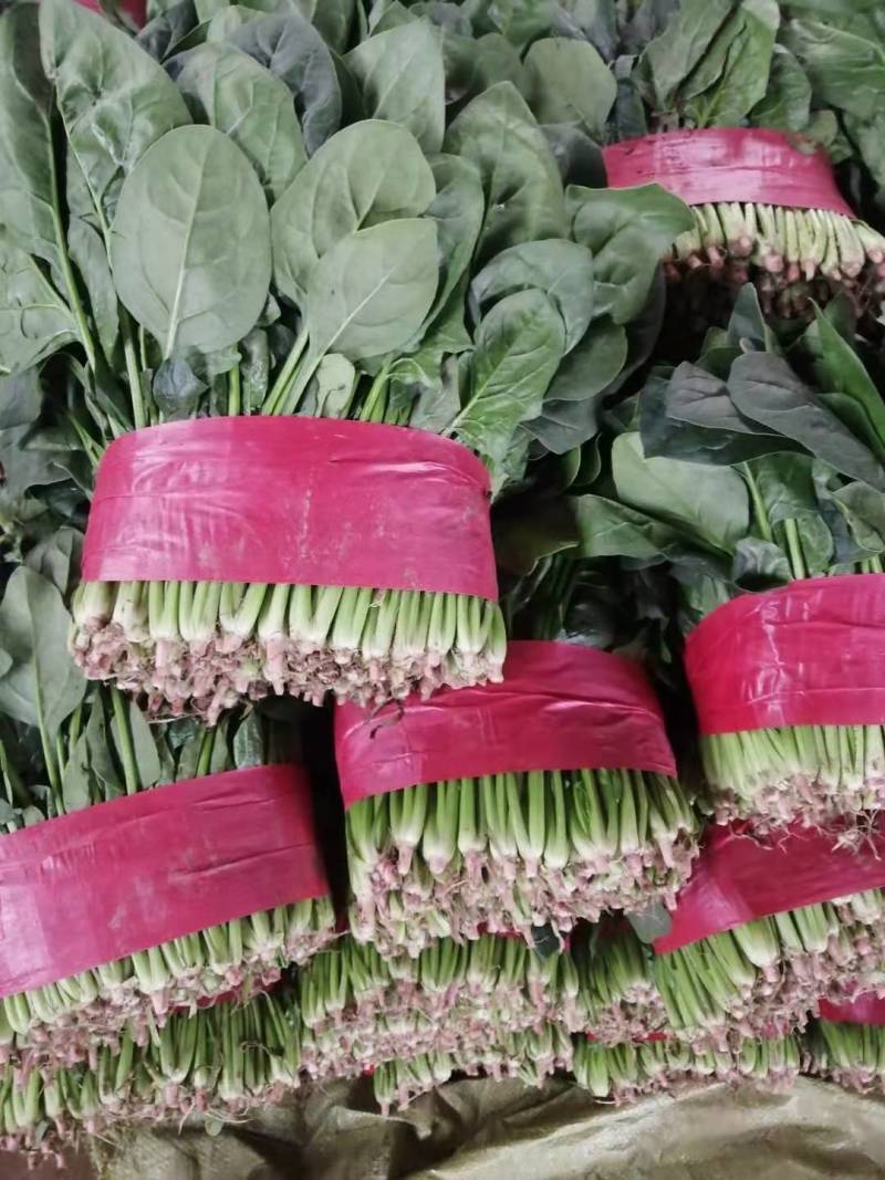 山东精品大叶菠菜，基地直销新鲜采摘一手货源全国供应
