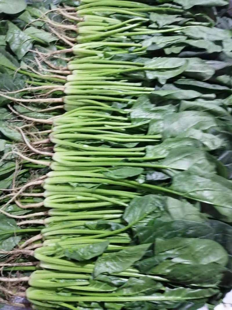 山东精品大叶菠菜，基地直销新鲜采摘一手货源全国供应