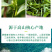 碧螺春绿茶正宗2026年新茶明前春茶浓香型茶叶500g