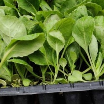 紫甘蓝苗绿甘蓝苗圆球甘蓝苗