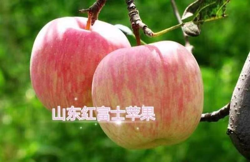 红富士苹果，山东烟台红富士苹果红将军苹果量大直发