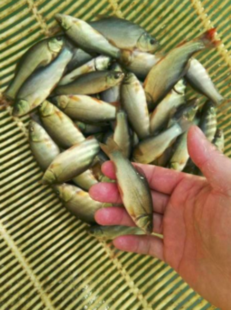 精品鱼苗丁桂鱼苗大量出售各种淡水鱼苗，可免费送到家