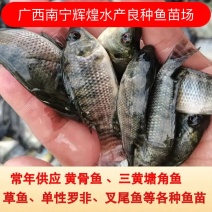 罗非鱼苗，宝路罗非，海南1号罗非苗，苗场直销