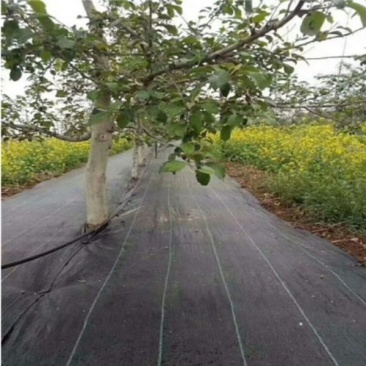 pe除草布价格1.5米宽除草布厂家送地钉