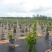 90克盖草布价格防草布一张多少钱免费加工