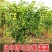 枣树苗活苗嫁接特大沾化冬枣苗树南方北方种植地栽当年结果果